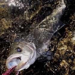 甲子園浜　デイゲーム　４本