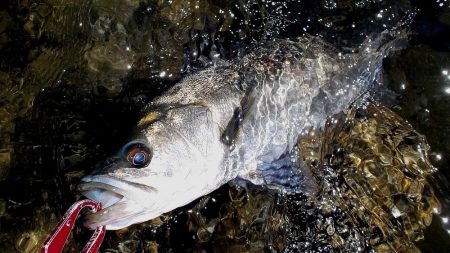 甲子園浜　２日連続　マルチ