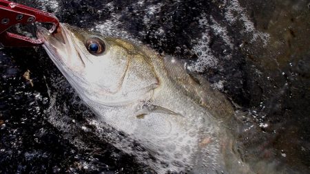 甲子園浜　３日連続　４０ｃｍ