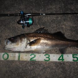 マイクロバチパターン？。