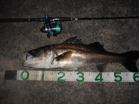 マイクロバチパターン？。