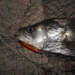 やはり表層か?。