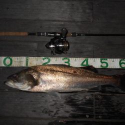 前半は表層 後半はテクトロで連発♪。