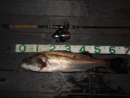 前半は表層 後半はテクトロで連発♪。