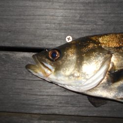 テクトロでポツポツと…。