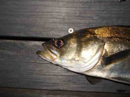 テクトロでポツポツと…。