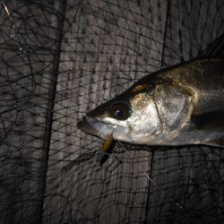 昨日より渋い…。