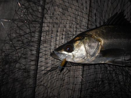 昨日より渋い…。