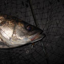 際をマメに探れば何とか釣れる…。