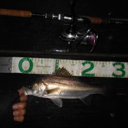 チビが多い…。