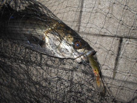 X-RAPで1ヒットのみ…。