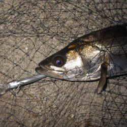 イレギュラーな動きに反応有り。