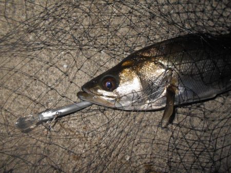 イレギュラーな動きに反応有り。