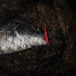 日没前後のキビレ狙い。