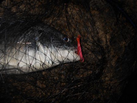 日没前後のキビレ狙い。