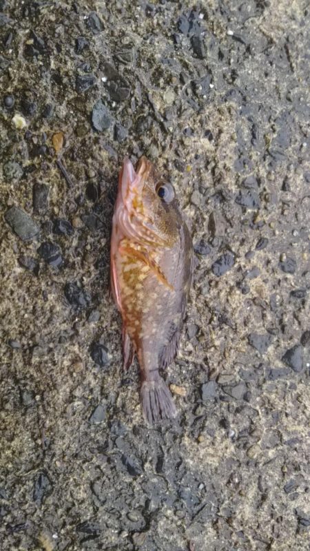 ロックフィッシュ