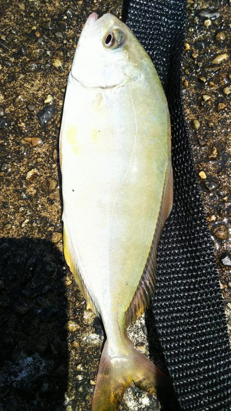 五目釣りに変更