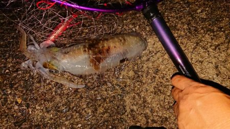 やっと初あおり