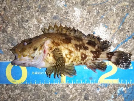 鳴門でライトゲーム