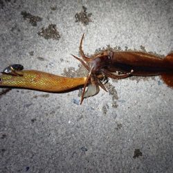 ケンサキ狙いが…