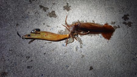 ケンサキ狙いが…