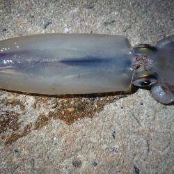 ケンサキエギング