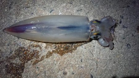 ケンサキエギング