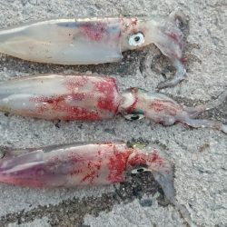 朝マズメエギング