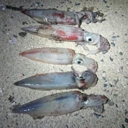 仕事終わりエギング