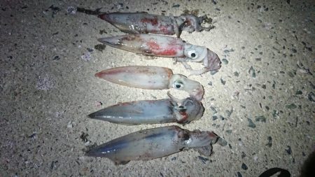 仕事終わりエギング