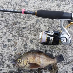 デイメバリング❗️