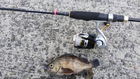 デイメバリング❗️