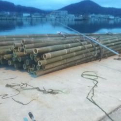 カレイリベンジ!