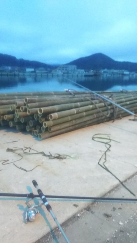 カレイリベンジ!