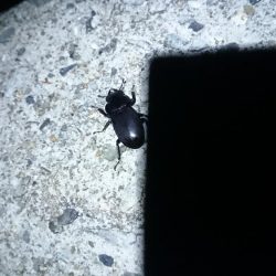 アジの地合い 短ッ、