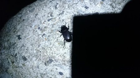 アジの地合い 短ッ、