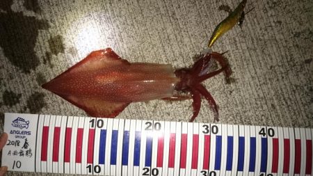 今年初マイカ！