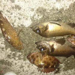 ３日連続アジング