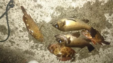 ３日連続アジング