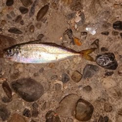 チニングからのアジング!