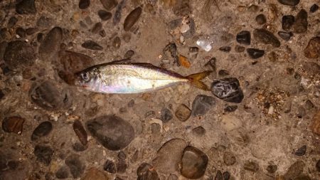 チニングからのアジング!