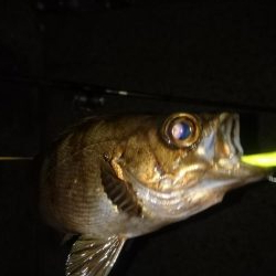 今日は少し肌寒い アジング