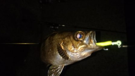 今日は少し肌寒い アジング