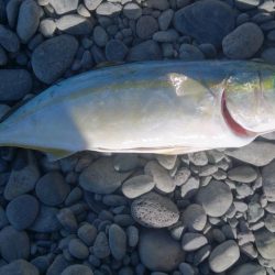 ライトショアジギ