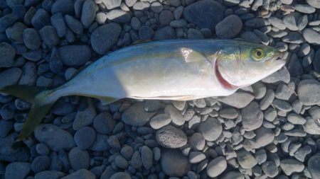 ライトショアジギ