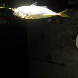 風強い～アジングは厳しい