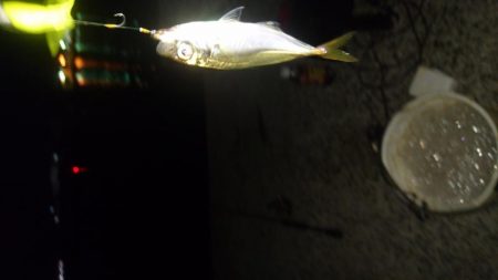 風強い～アジングは厳しい