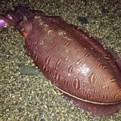 サーフでイカとシーバス