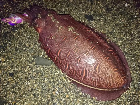 サーフでイカとシーバス