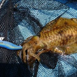 ボートエギング